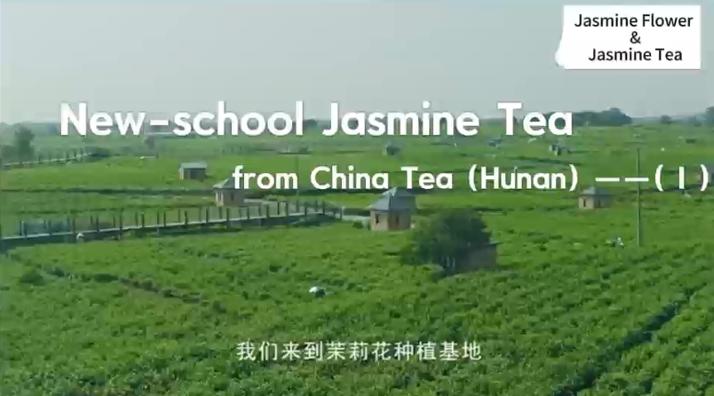 210: New school Jasmine tea(I)