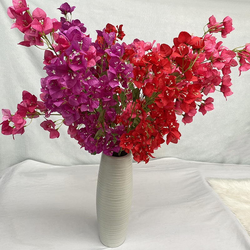 Nuwegebore bougainvillea