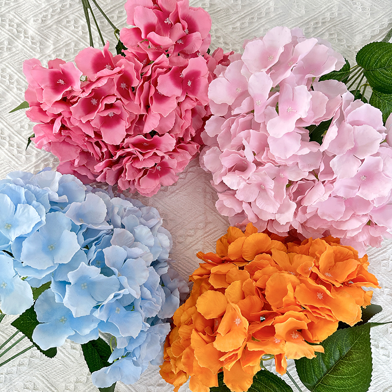 Tianyuan5 ենթադրություն մեծ հանգիստ hydrangea