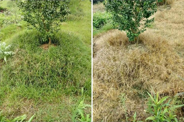 Weed killer Glyphosate 95% TC, Glyphosate 360g/L SL, glyphosate IPA 1litre details