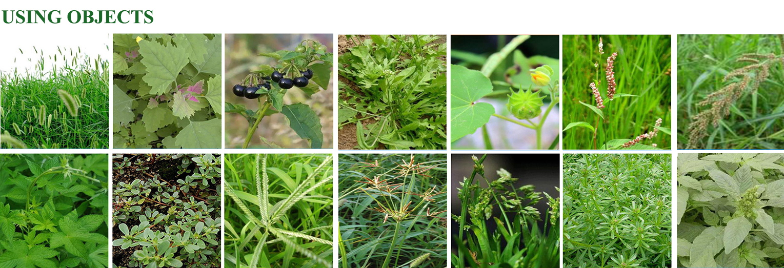Factory price  for  Haloxyfop-R-methyl 108g/L EC , Haloxyfop-R-methyl  herbicide supplier