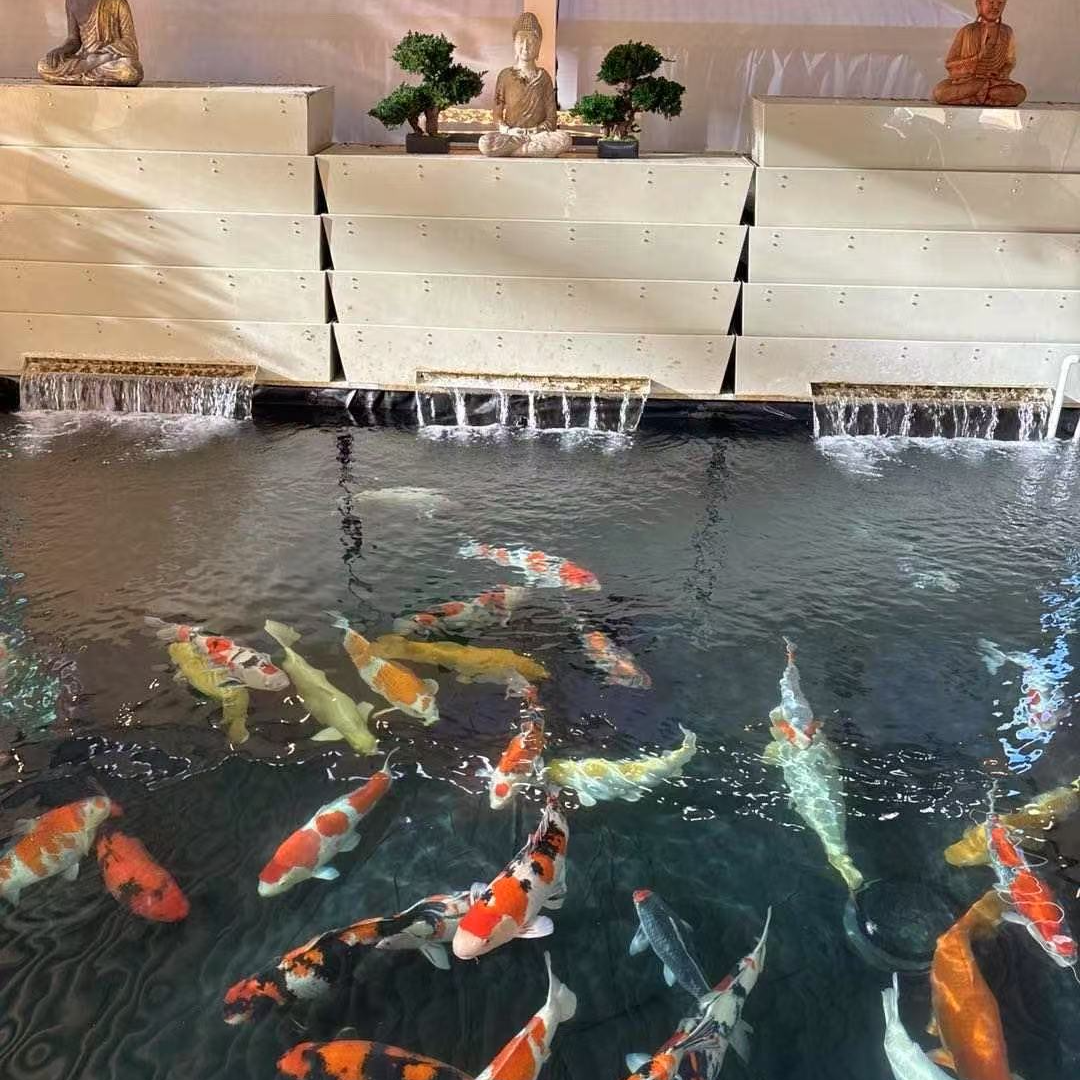 KOI pond filter